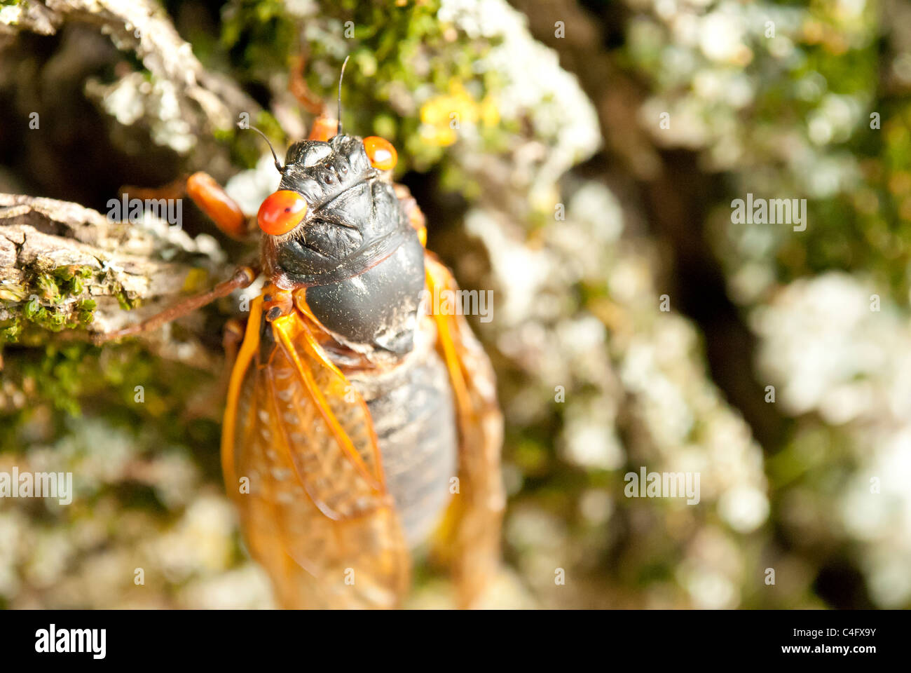 Cicala su una struttura ad albero Foto Stock