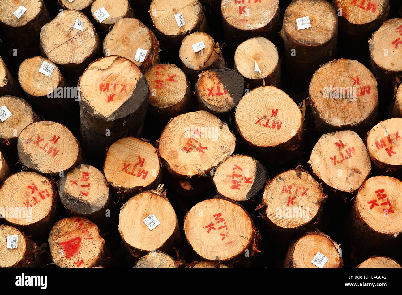 Una partita di Radiata Pine Logs in attesa di esportazione in Dunedin, Nuova Zelanda Foto Stock