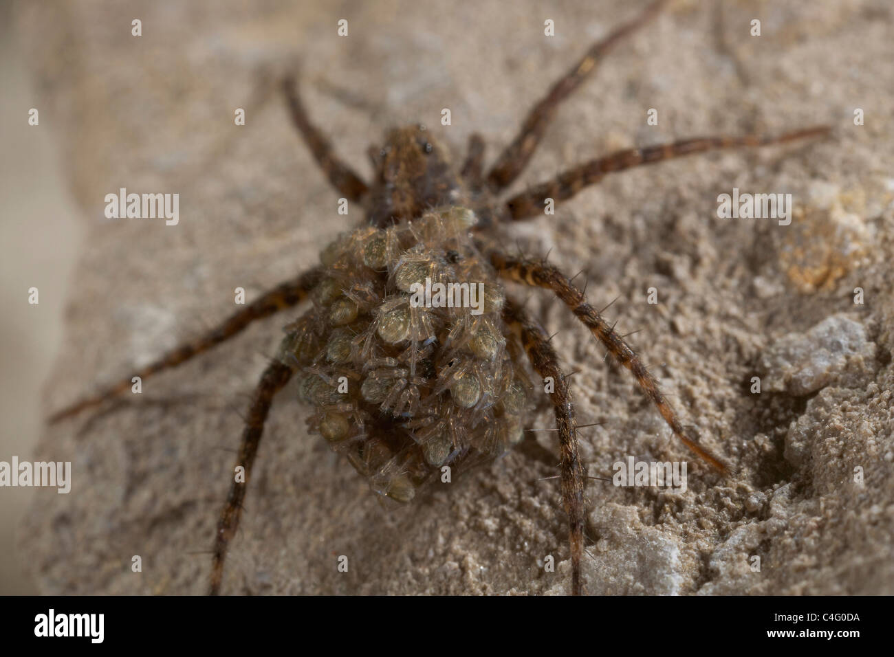 Lupa spider, Pardosa amentata portando la sua nuova giovane tratteggiata sulla sua schiena, Nichols Moss, Cumbria, Regno Unito Foto Stock