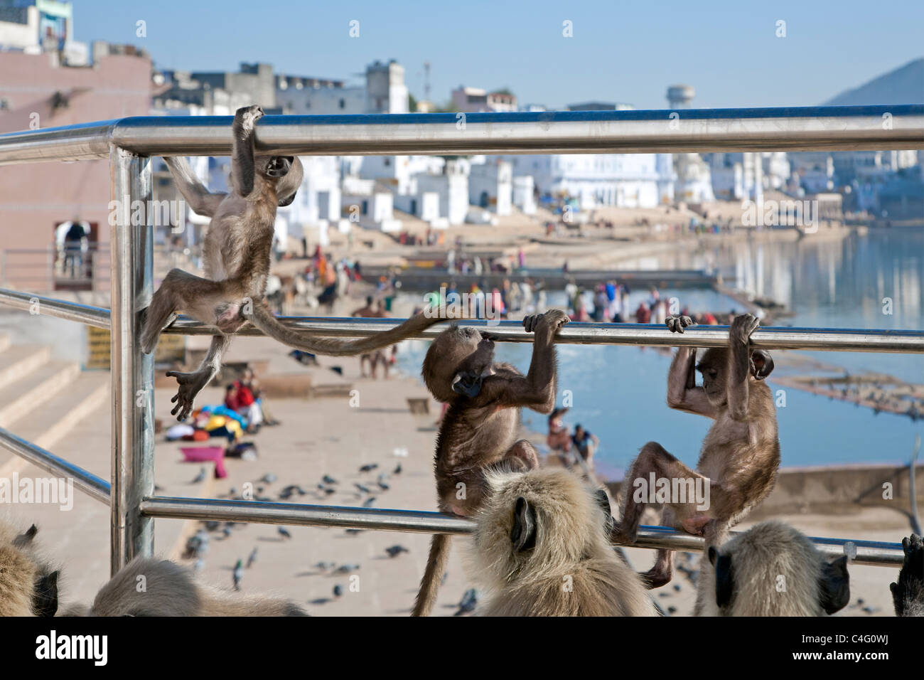 Giovani scimmie langur giocando. Lago di Pushkar. Il Rajasthan. India Foto Stock