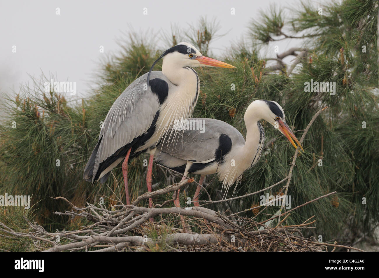 Airone cenerino Ardea cinerea fotografato in Camargue, Francia Foto Stock