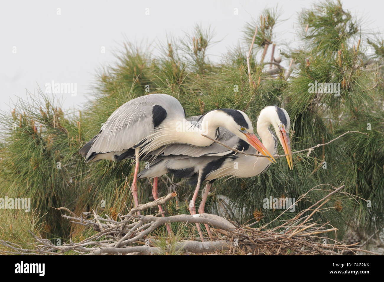 Airone cenerino Ardea cinerea adulti la visualizzazione a nido fotografato in Camargue, Francia Foto Stock