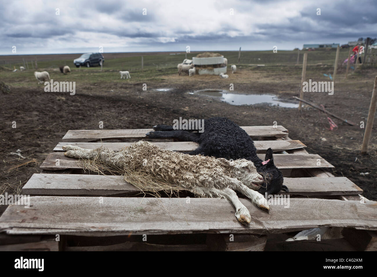 Molla di morti gli agnelli da caduta di cenere, Grimsvotn eruzione vulcanica, Islanda Foto Stock