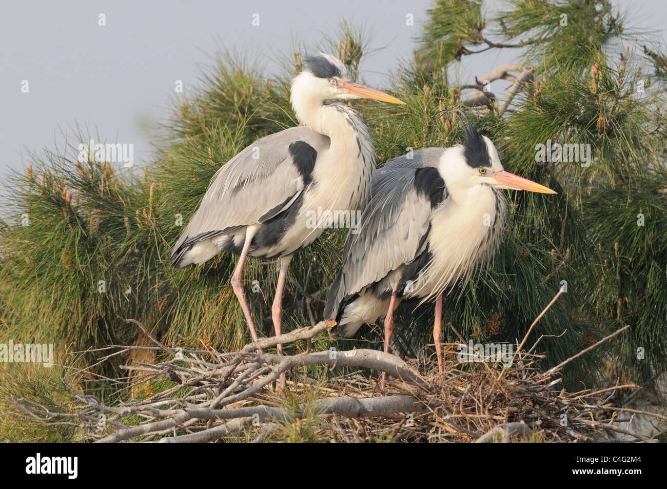 Airone cenerino Ardea cinerea adulti a nido fotografato in Camargue, Francia Foto Stock
