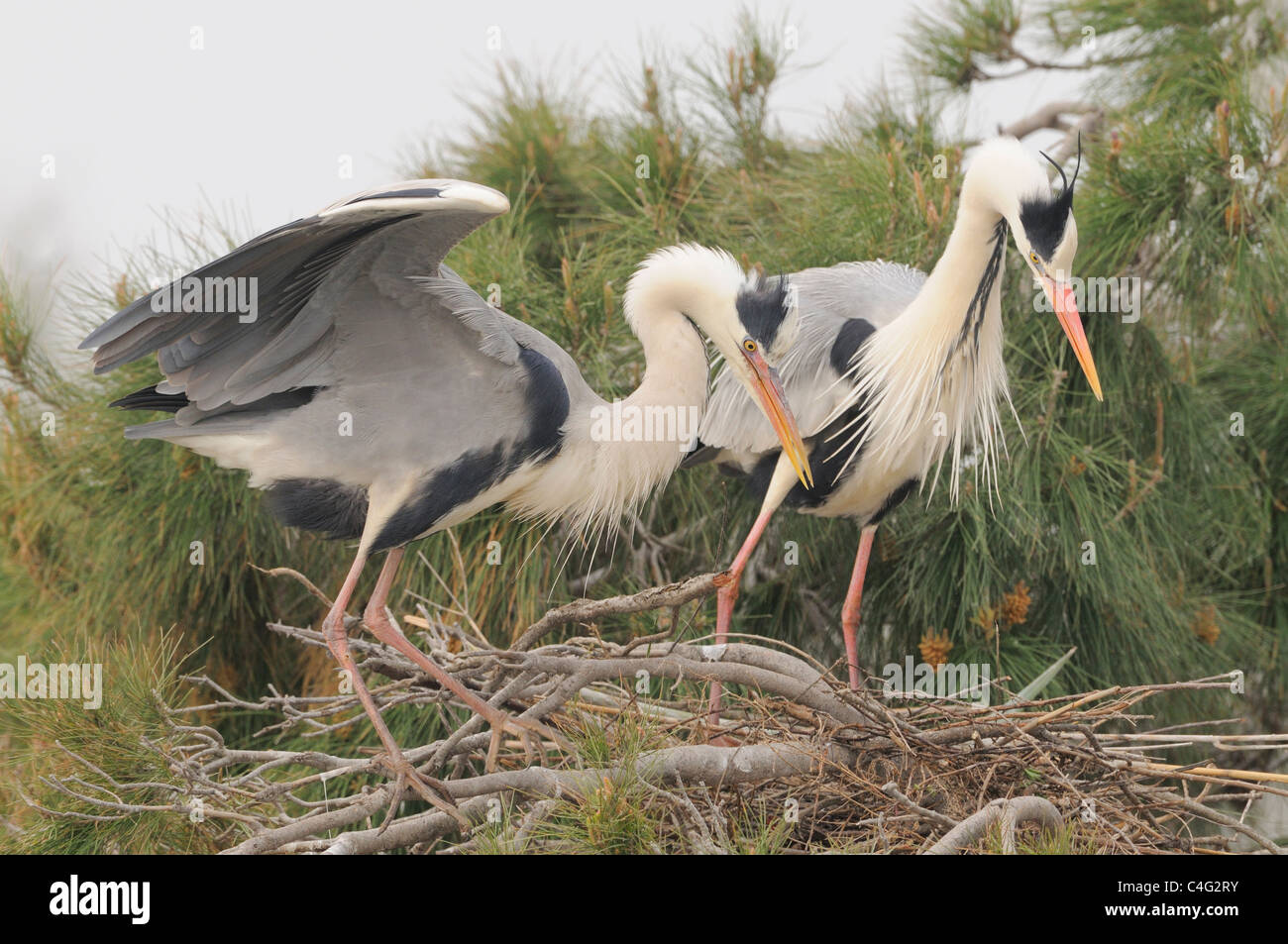 Airone cenerino Ardea cinerea adulti la visualizzazione a nido fotografato in Camargue, Francia Foto Stock