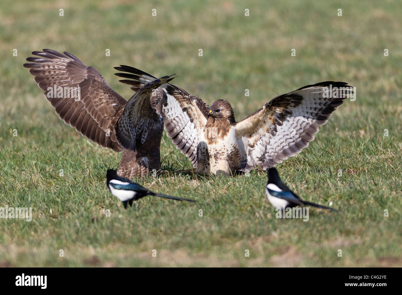 Comune Poiana (Buteo buteo), due sul prato, in lotta per il cibo, Bassa Sassonia, Germania Foto Stock