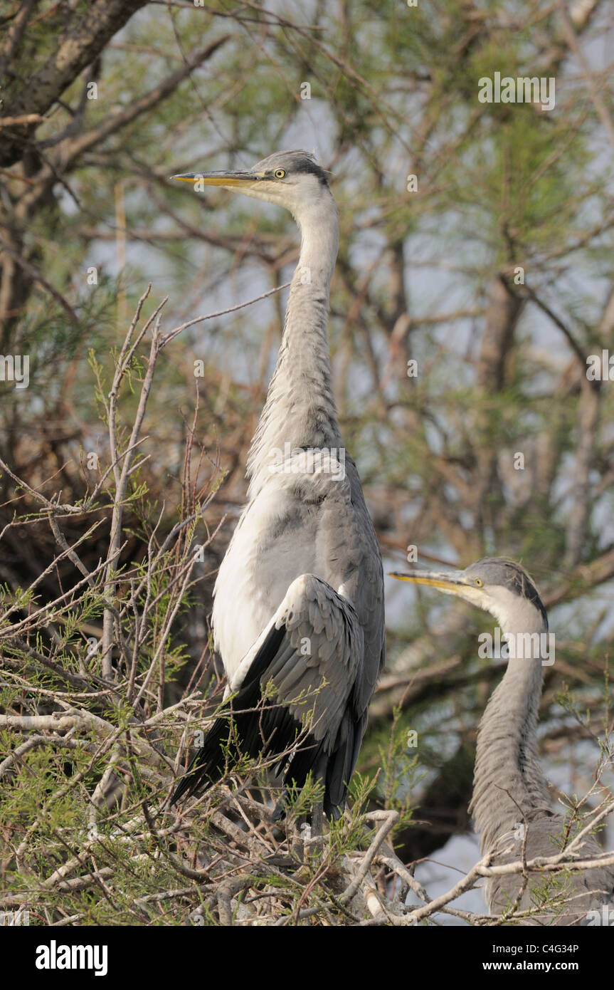Airone cenerino Ardea cinerea pulcini ensoleillement a nido fotografato in Camargue, Francia Foto Stock
