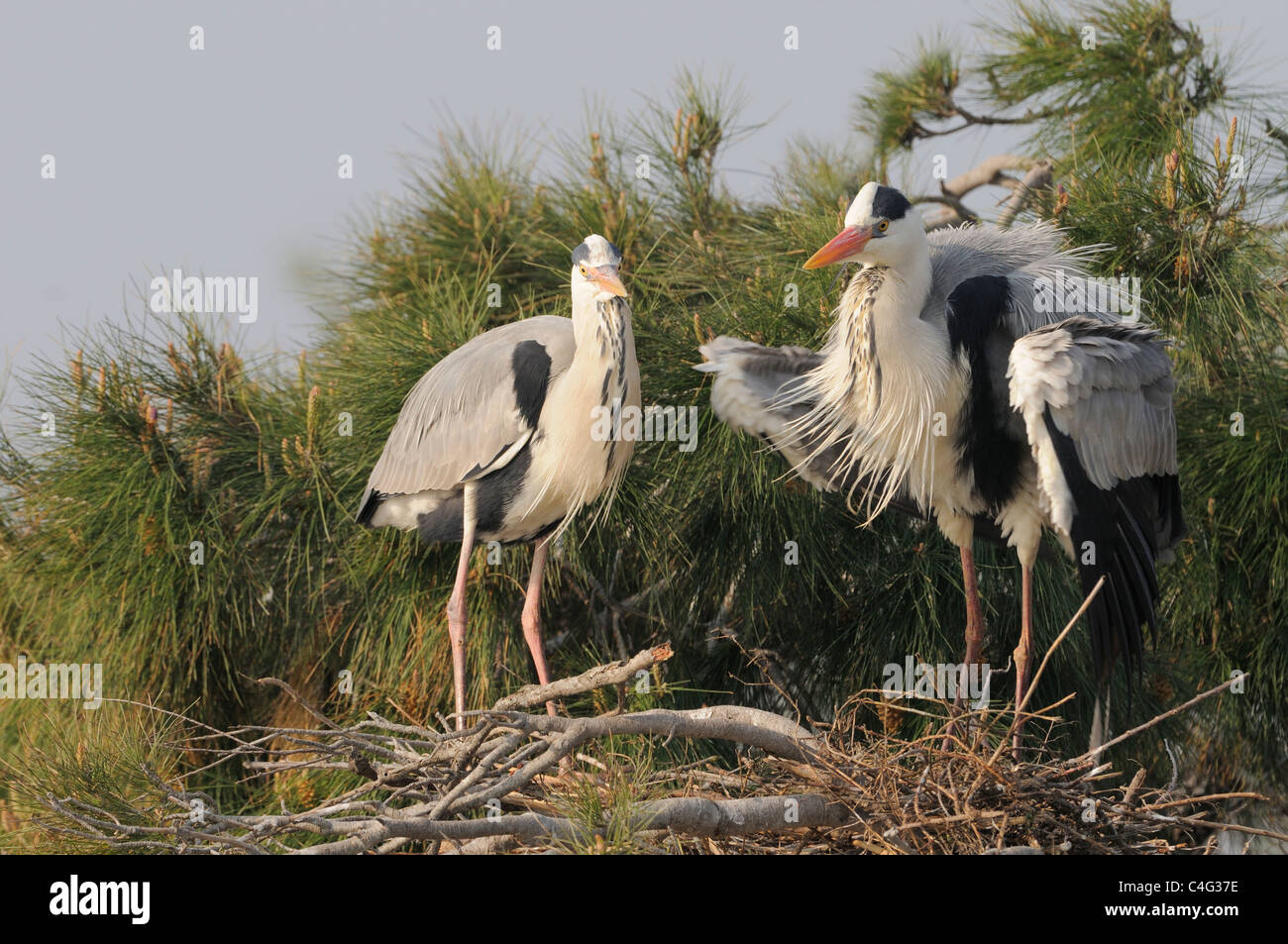 Airone cenerino Ardea cinerea adulti la visualizzazione a nido fotografato in Camargue, Francia Foto Stock