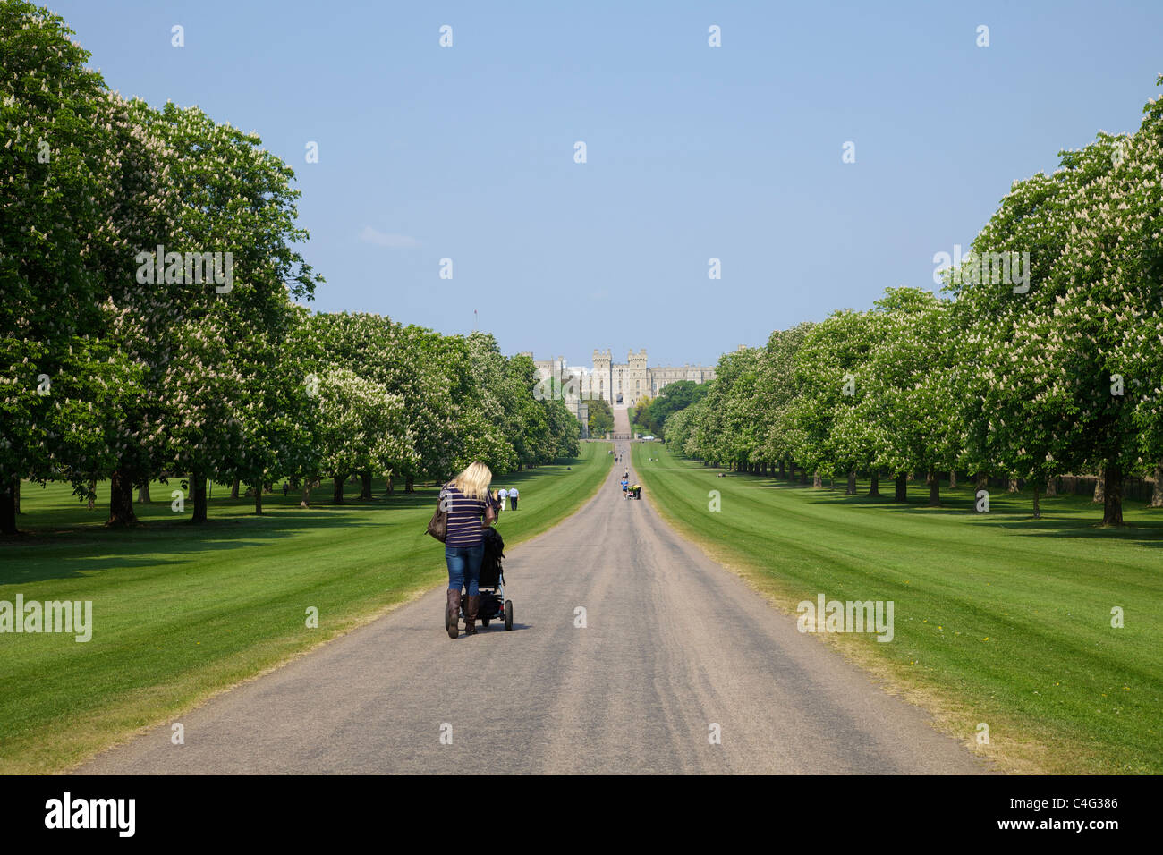 Ippocastani in estate sul lungo cammino Windsor Great Park Berkshire England Regno Unito Gran Bretagna GB Europa Foto Stock