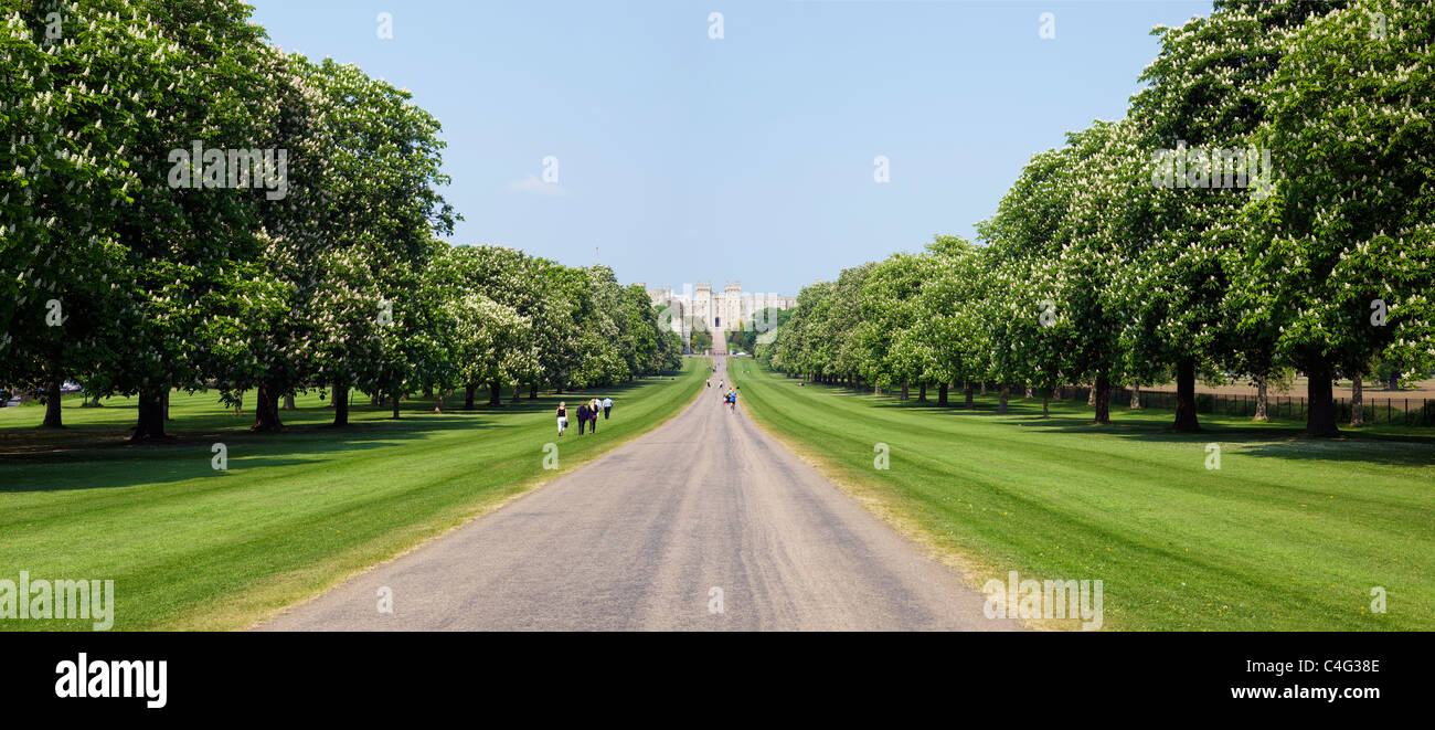Ippocastani in estate sul lungo cammino Windsor Great Park Berkshire England Regno Unito Gran Bretagna GB Europa Foto Stock