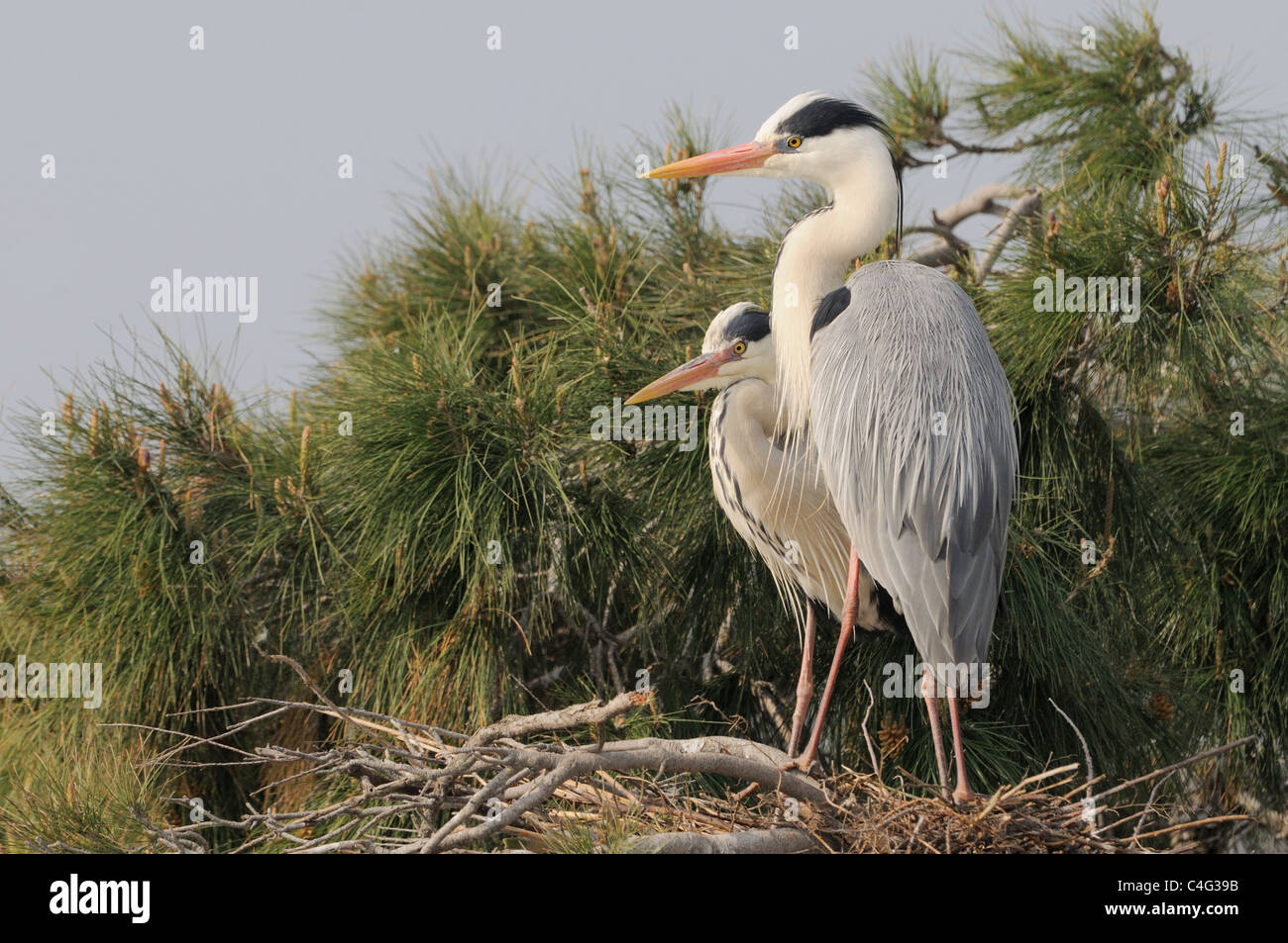 Airone cenerino Ardea cinerea adulti a nido fotografato in Camargue, Francia Foto Stock