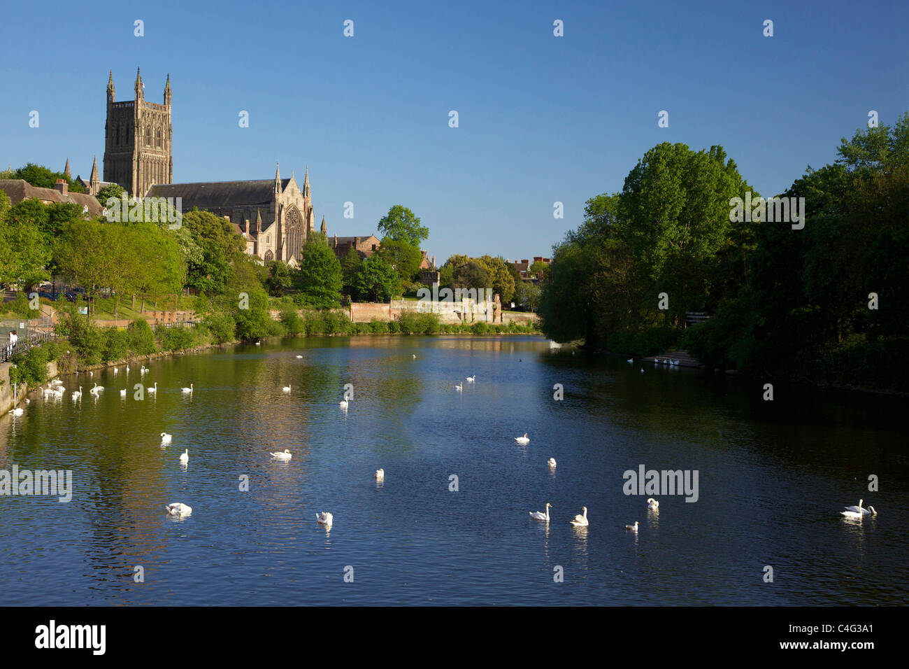 Cigni vicino a Cattedrale di Worcester in serata sole estivo, fiume Severn, Worcestershire, Inghilterra, Regno Unito GB Isole britanniche Foto Stock