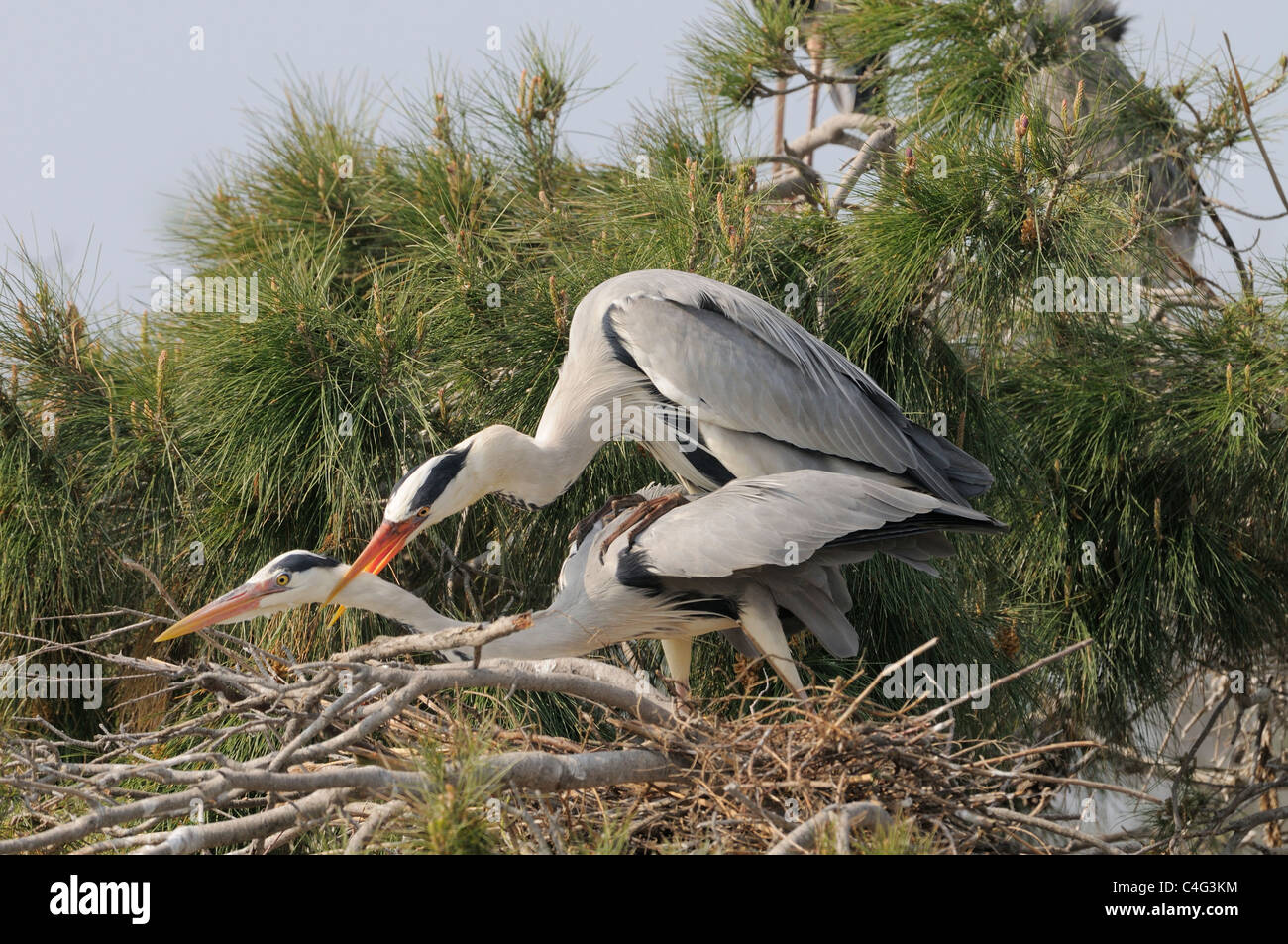 Airone cenerino Ardea cinerea adulti coniugata al nido fotografato in Camargue, Francia Foto Stock