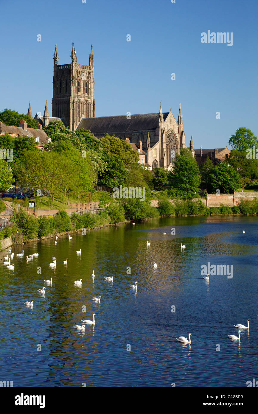 Cigni vicino a Cattedrale di Worcester in serata sole estivo, fiume Severn, Worcestershire, Inghilterra, Regno Unito GB Isole britanniche Foto Stock