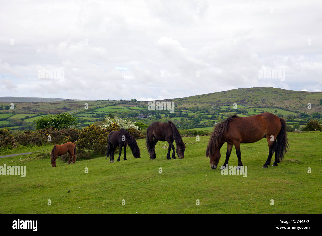 Pony selvatici sulla brughiera vicino a Hound Tor Sud Dartmoor Devon England Regno Unito GB Isole britanniche Foto Stock