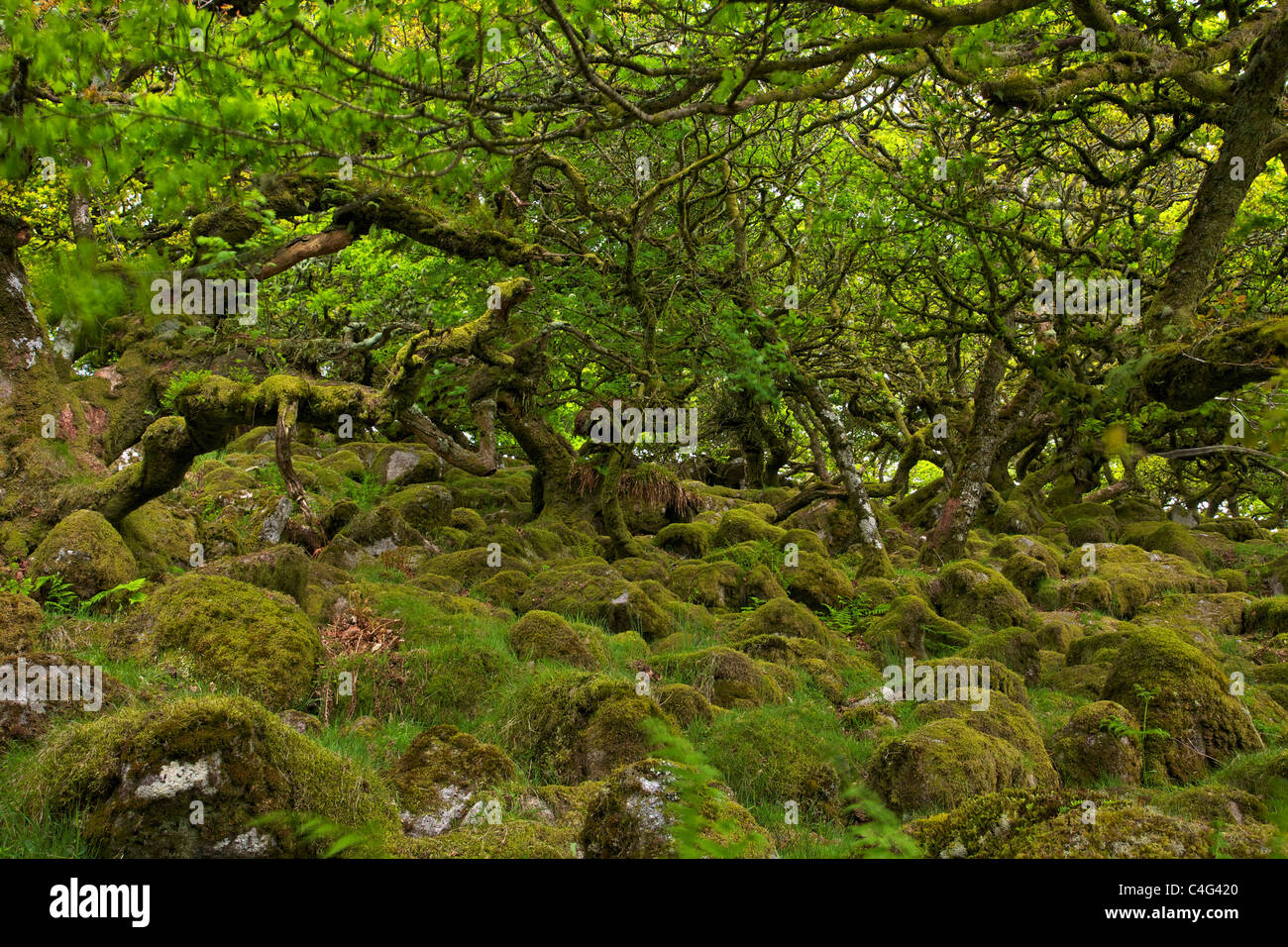 Roverella e moss in Wistman il legno Dartmoor Devon England Regno Unito GB Isole britanniche Foto Stock