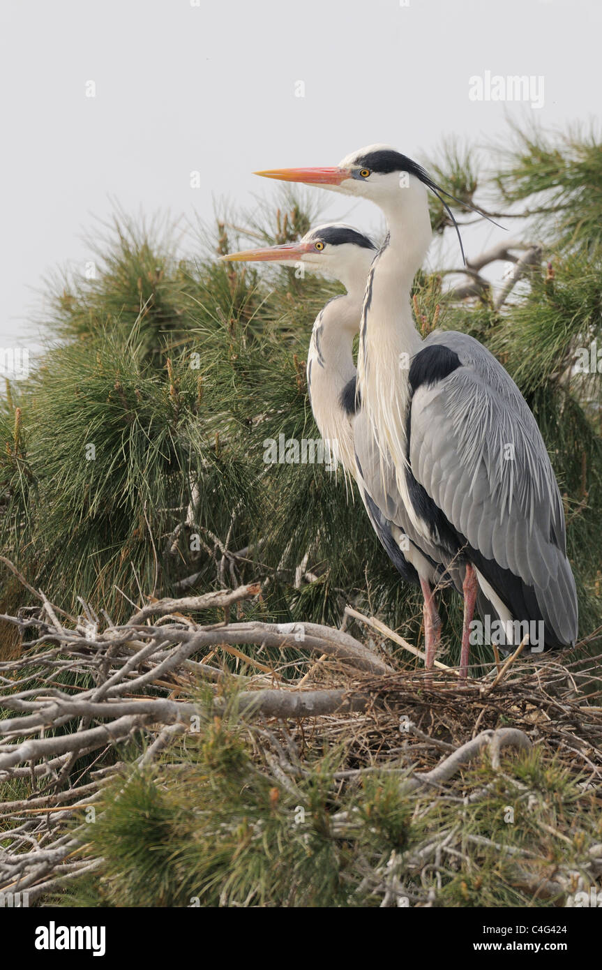 Airone cenerino Ardea cinerea adulti a nido fotografato in Camargue, Francia Foto Stock