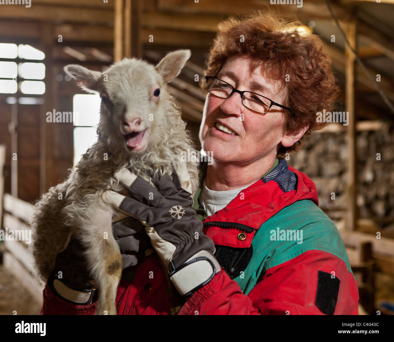 L'agricoltore che detiene la molla di agnello che sono sopravvissuti alla caduta di cenere dal Grimsvotn eruzione vulcanica, Islanda Foto Stock