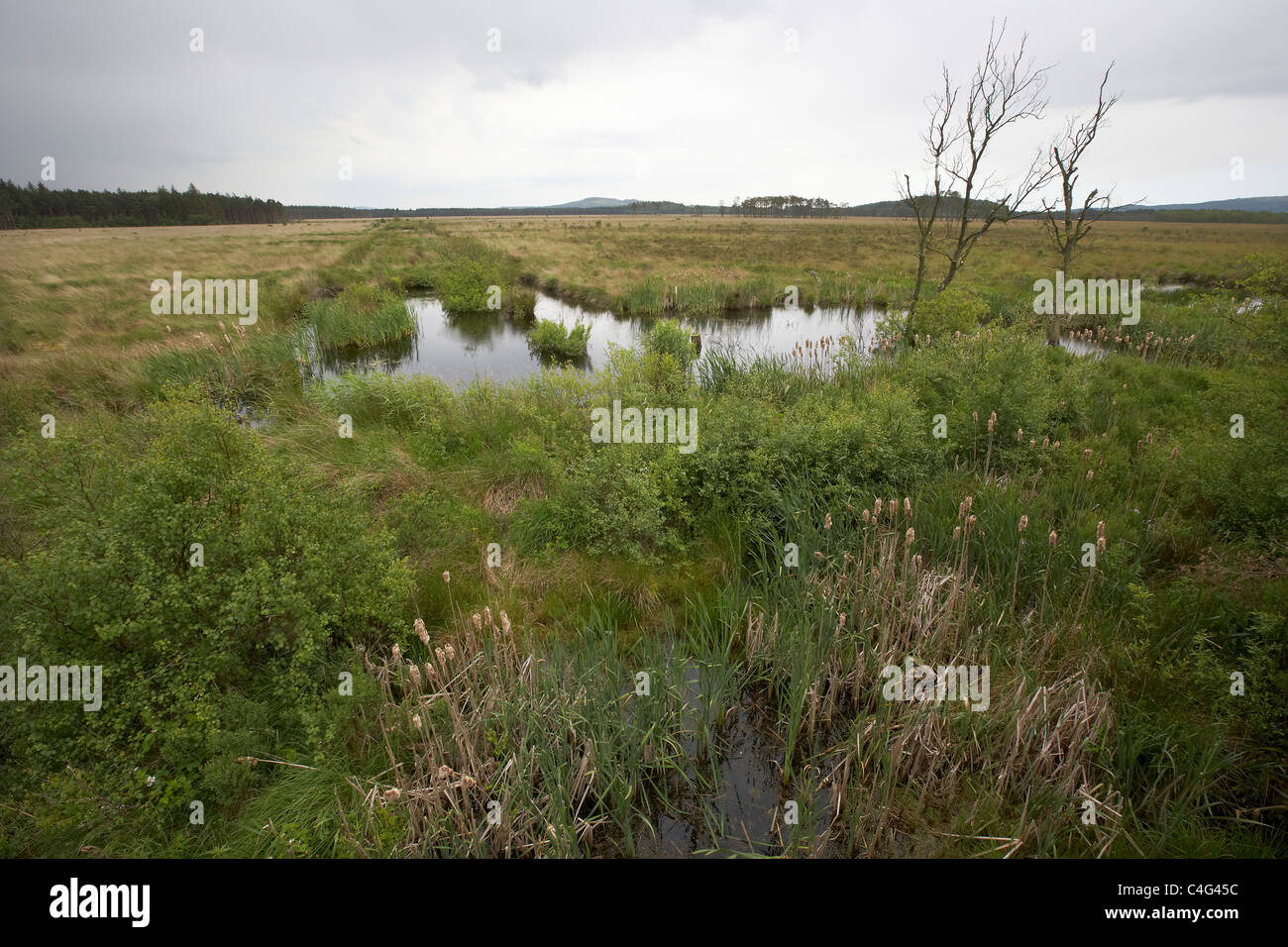 Foulshaw Moss riserva naturale, Cumbria, Regno Unito Foto Stock