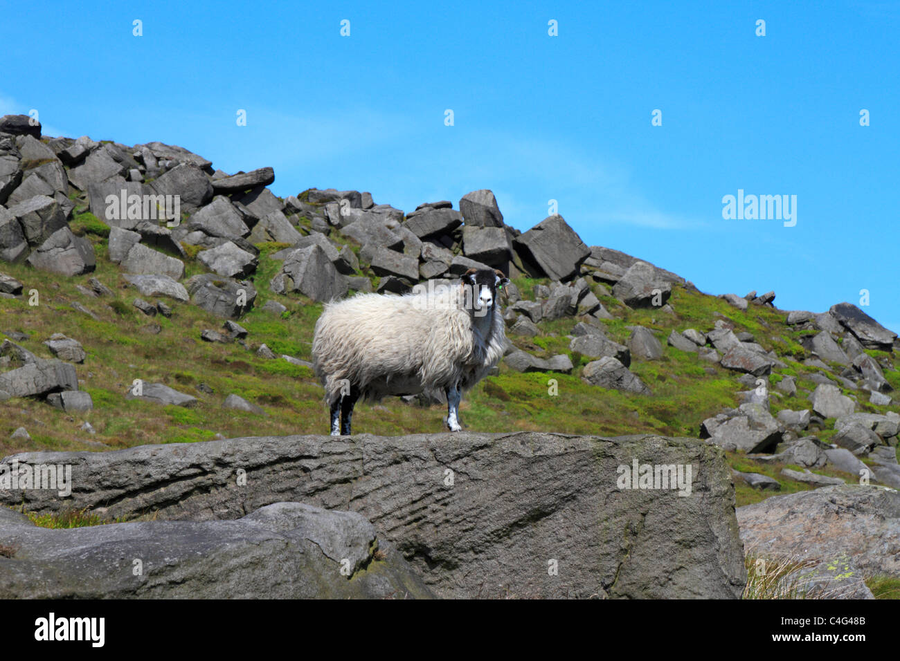 Un Swaledale Pecora in piedi su una roccia su Meltham Moor vicino a Wigan, Parco Nazionale di Peak District, Inghilterra, Regno Unito. Foto Stock