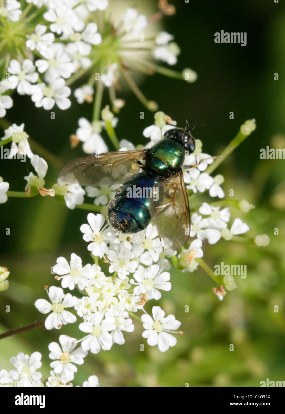 Soldato verde Fly, Chloromyia formosa, Stratiomyidae, Diptera. Aka ampia Centurion o ampia Centurion Soldier Fly. Femmina. Foto Stock