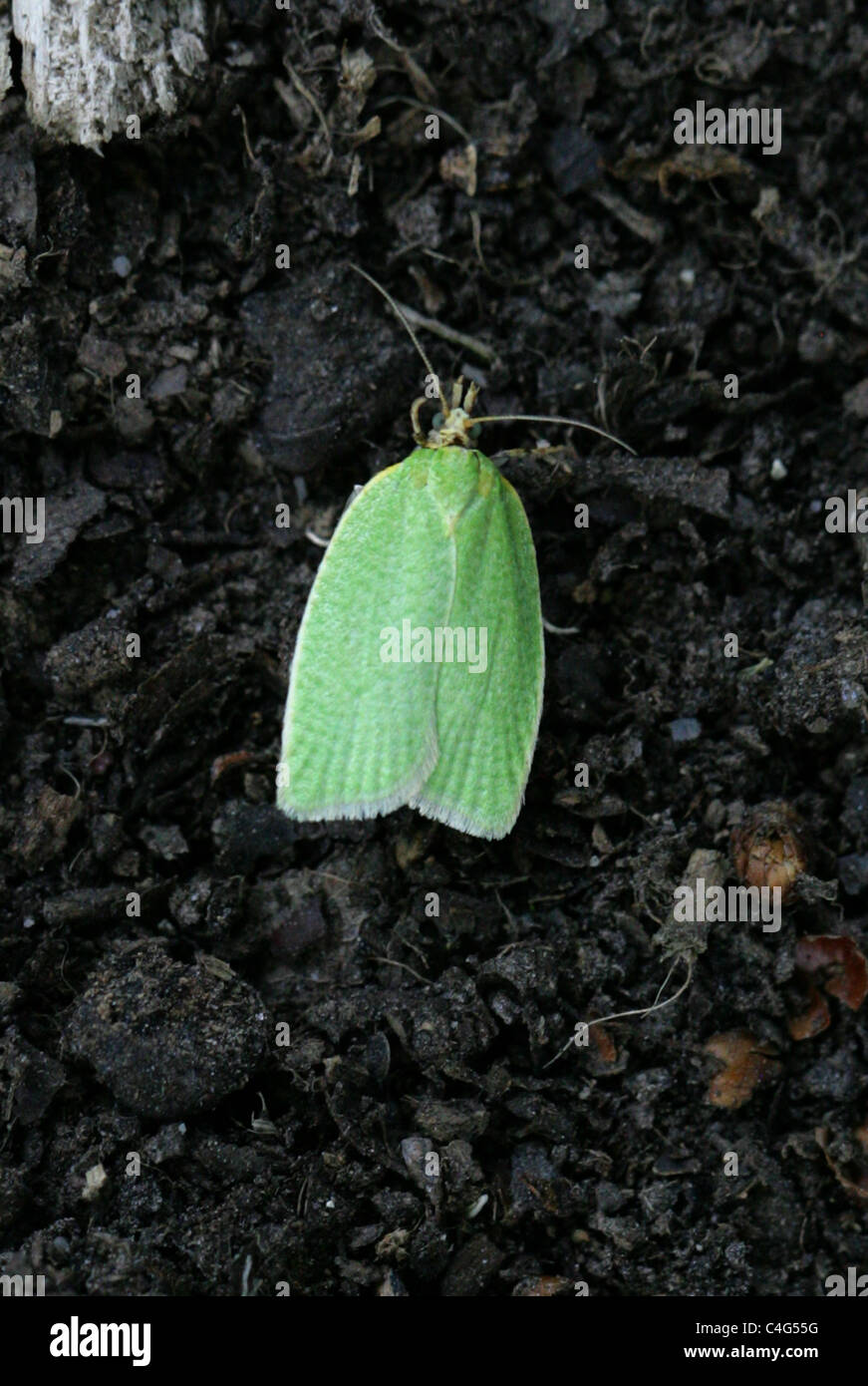 Quercia verde Tortrix Micro-moth, Tortrix viridana, Tortricinae, Tortricidae, Lepidotteri. Aka Quercia europea A foglia falena a rullo. Foto Stock