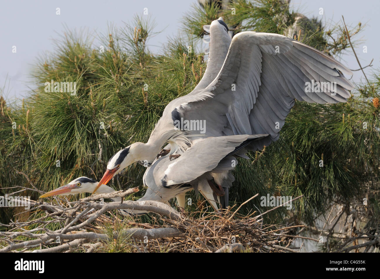 Airone cenerino Ardea cinerea adulti coniugata al nido fotografato in Camargue, Francia Foto Stock
