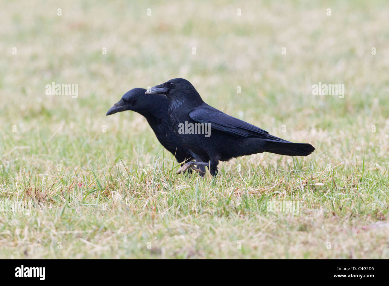 Carrion Crow (Corvus corone corone), coppia in cerca di cibo sul campo, Bassa Sassonia, Germania Foto Stock