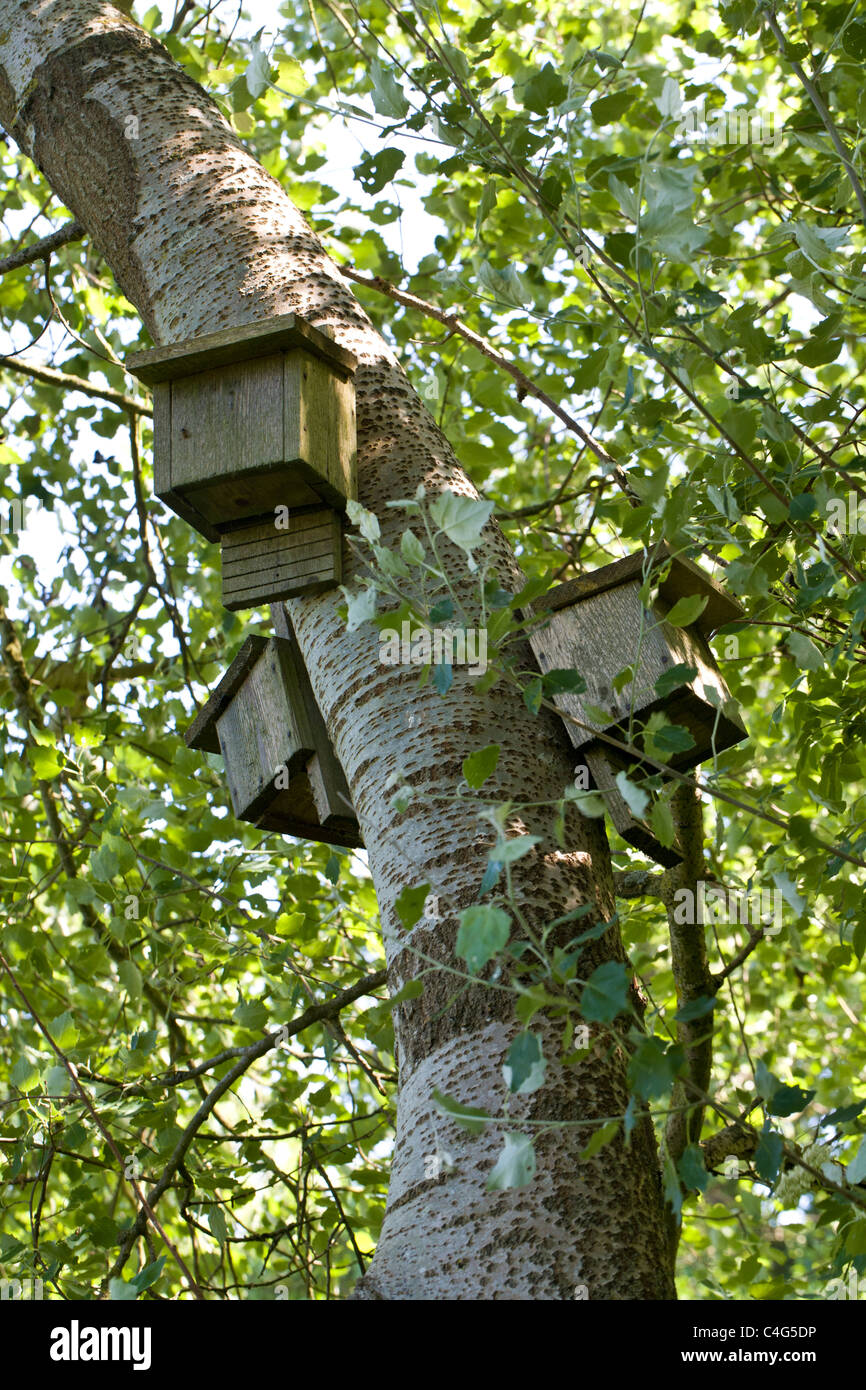 Bat box sugli alberi in Norfolk, Inghilterra, Regno Unito. Foto Stock