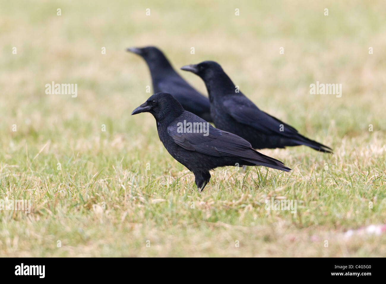 Carrion Crow (Corvus corone corone), tre alla ricerca di cibo sul campo, Bassa Sassonia, Germania Foto Stock
