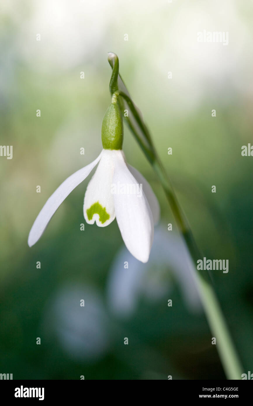 Snowdrop, Galanthus nivalis, unico fiore. Foto Stock