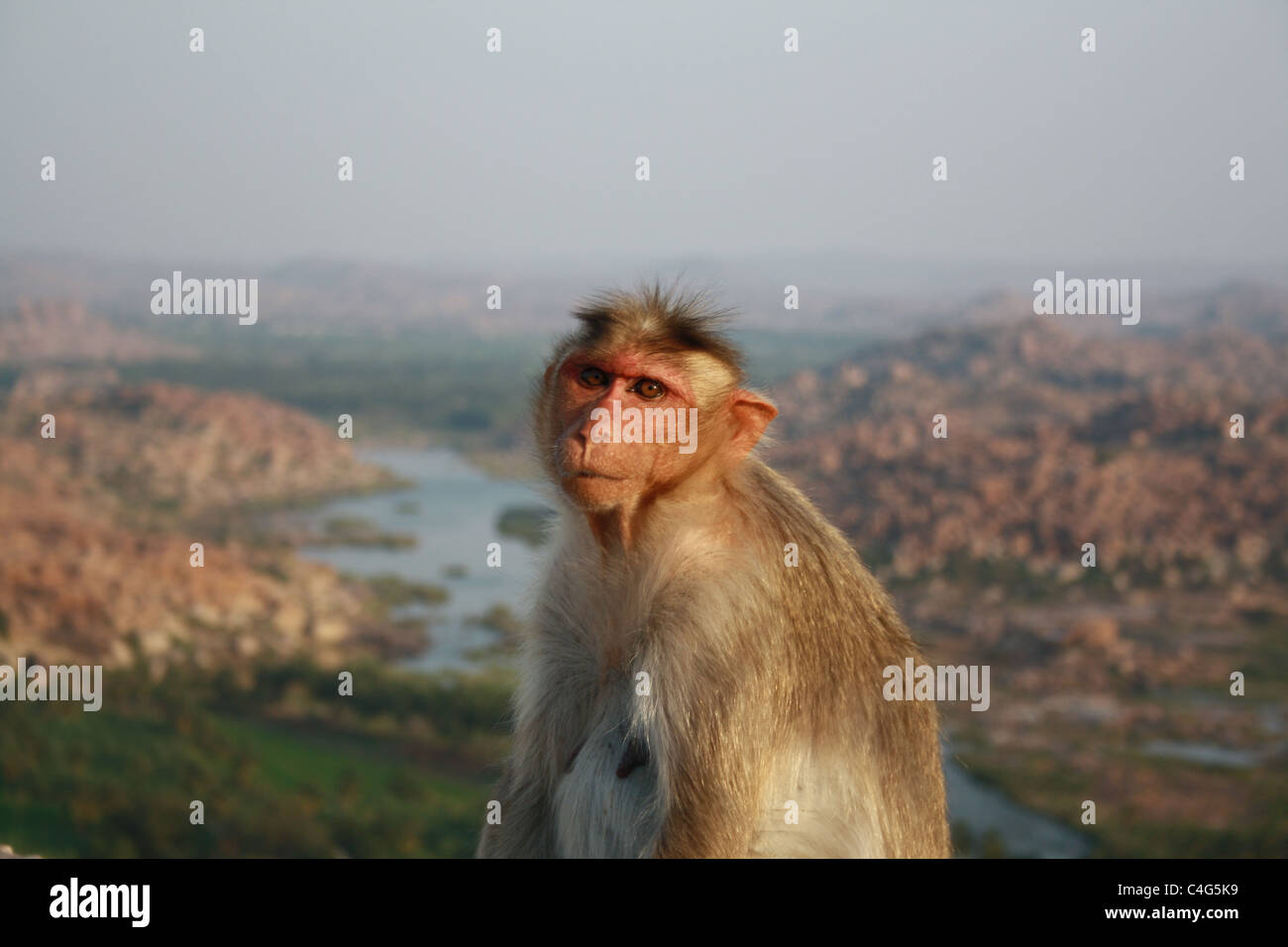 Close up indiana di scimmia con la hampi massi nel retro di massa. Foto Stock