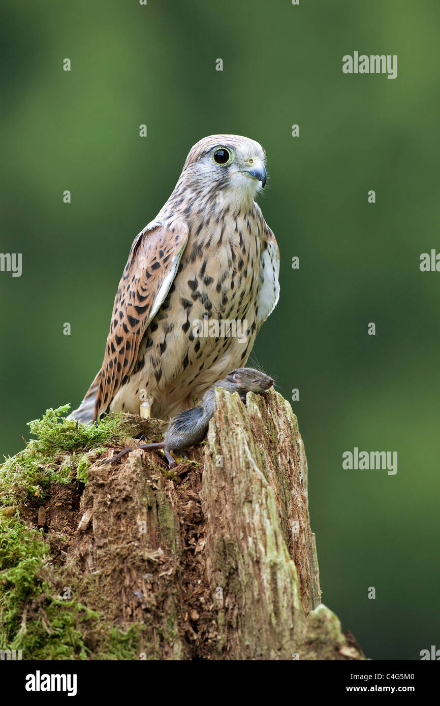 Il Gheppio comune con la preda / Falco tinnunculus Foto Stock