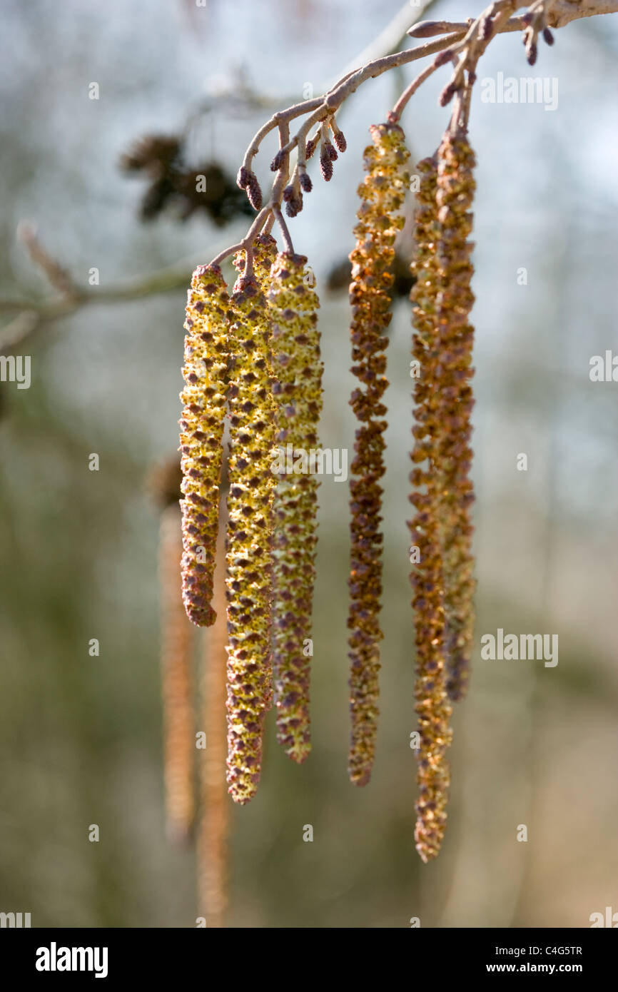 Comune di ontano Alnus glutinosa fiori maschili o amenti in primo piano ed il cono teste di seme in background. Foto Stock