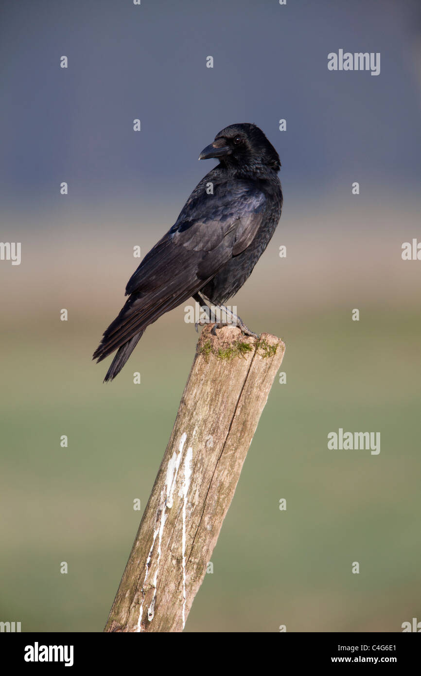 Carrion Crow (Corvus corone), arroccato sul palo da recinzione, Bassa Sassonia, Germania Foto Stock