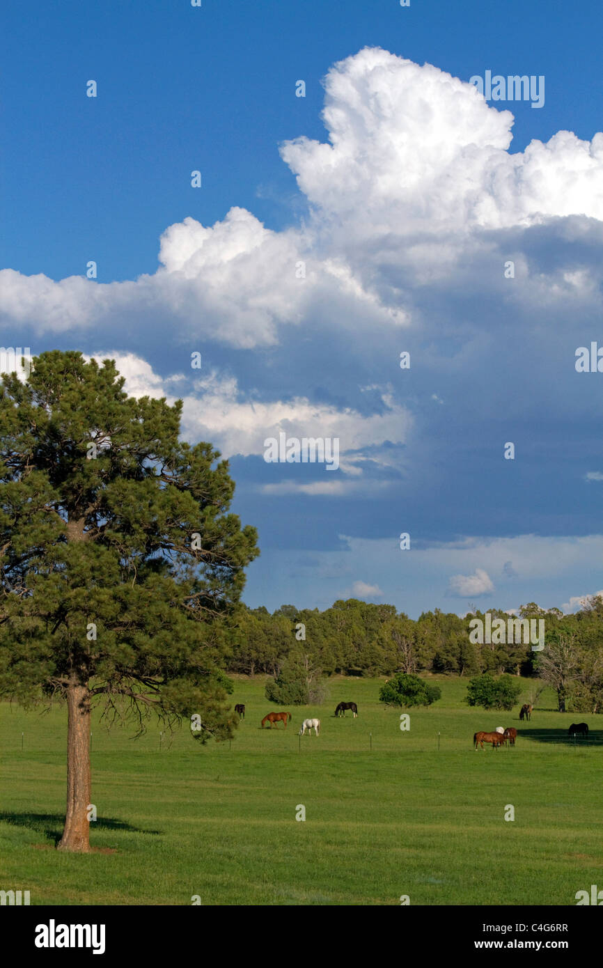 I cavalli pascolano nella Animas River Valley vicino a Durango, Colorado, Stati Uniti d'America. Foto Stock
