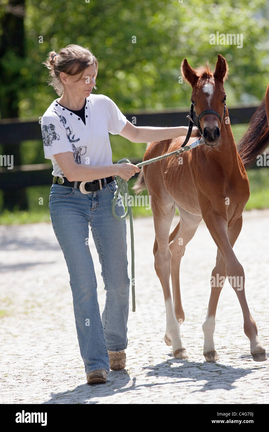 Donna e Arabian Horse puledro Foto Stock
