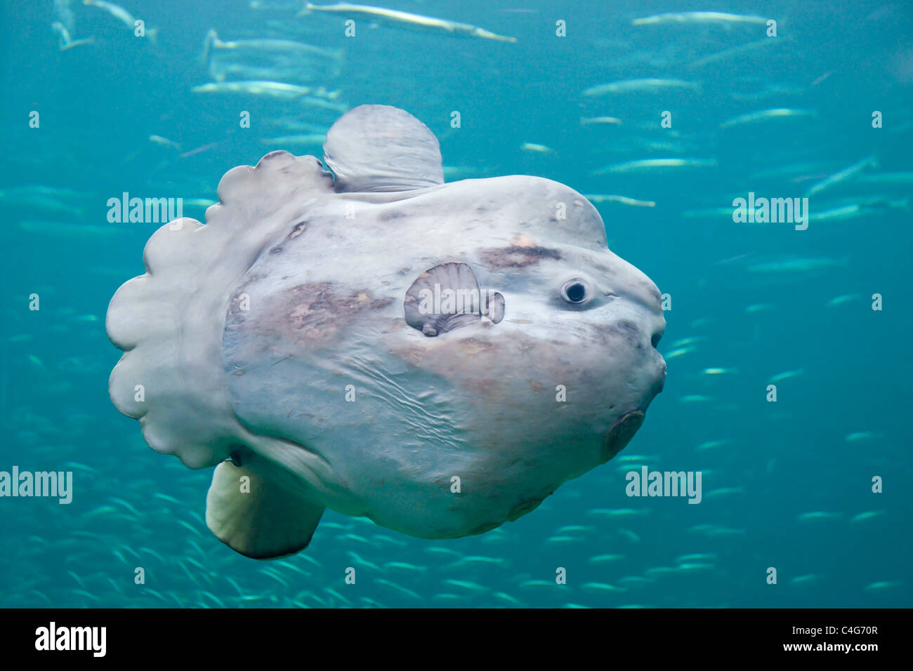 Il sunfish Foto Stock