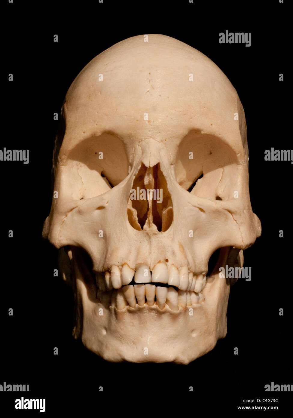 Cranio Foto Stock