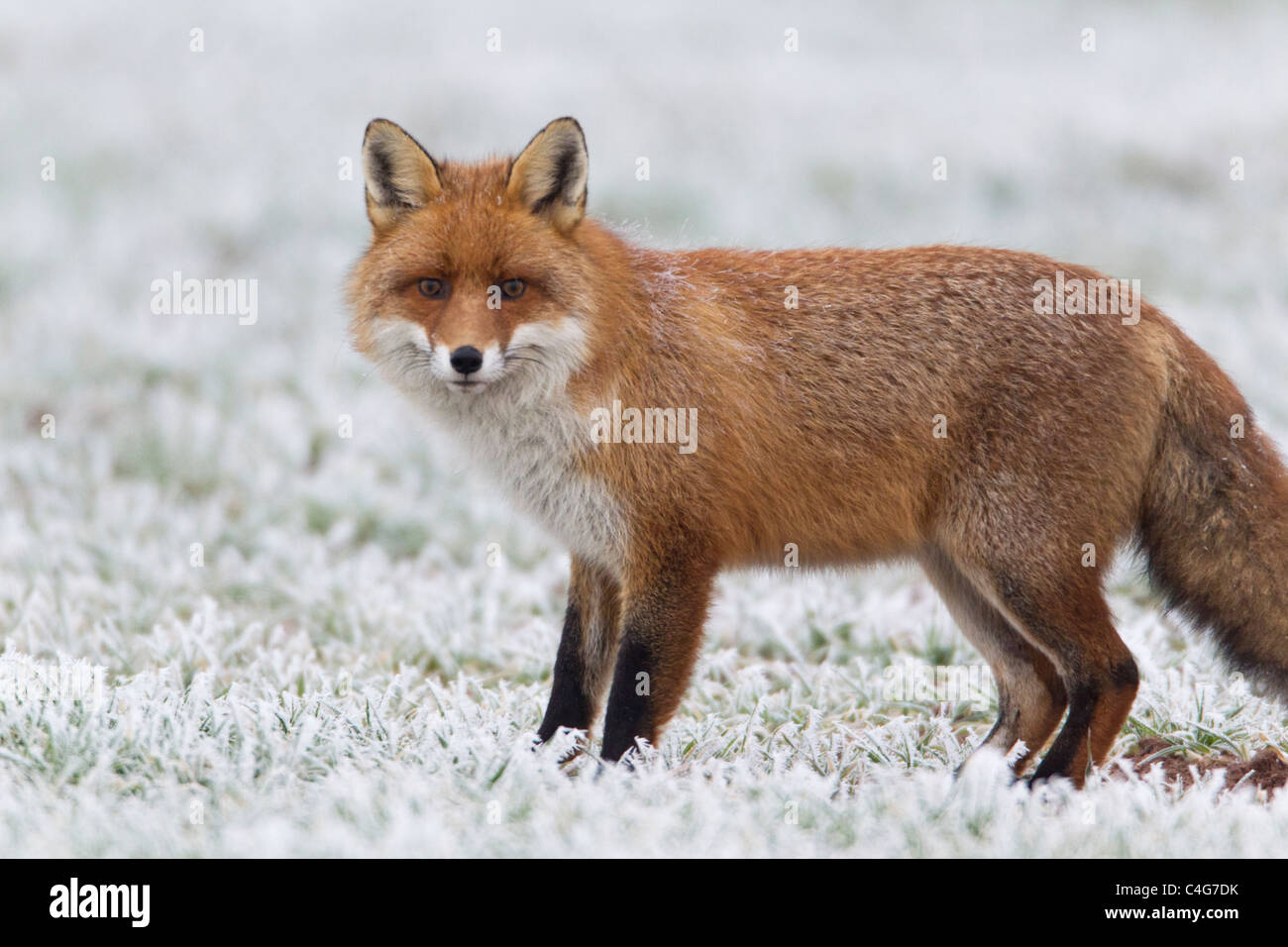 Unione Fox il gelo campo coperto in inverno, Bassa Sassonia, Germania Foto Stock