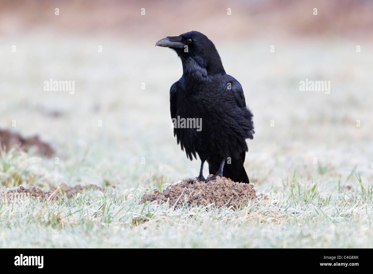 Corvo Imperiale (Corvus corax), arroccato sulla collina di mole, in campo, Bassa Sassonia, Germania Foto Stock