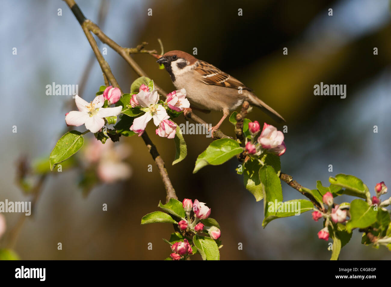 Tree Sparrow (Passer montanus), appollaiato su apple ramo di albero, Bassa Sassonia, Germania Foto Stock