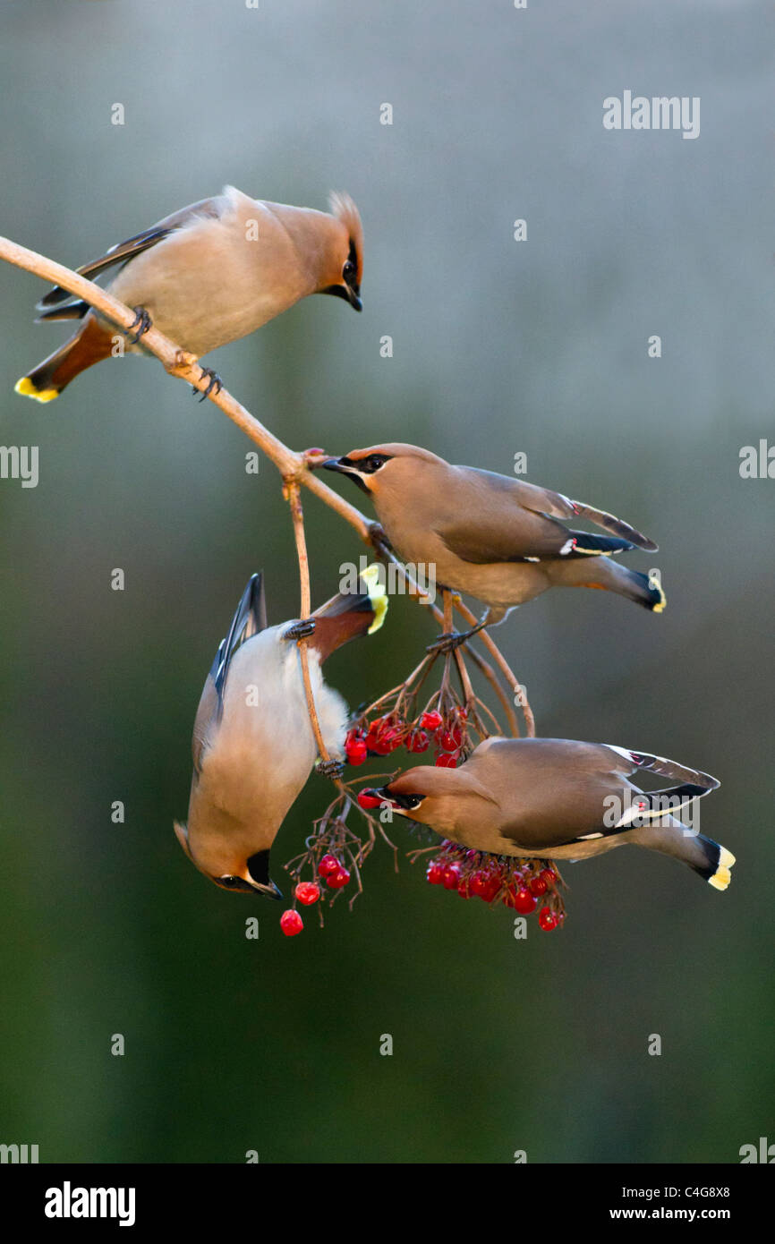 (Waxwing Bombycilla garrulus), si nutrono di bacche, Bassa Sassonia, Germania Foto Stock