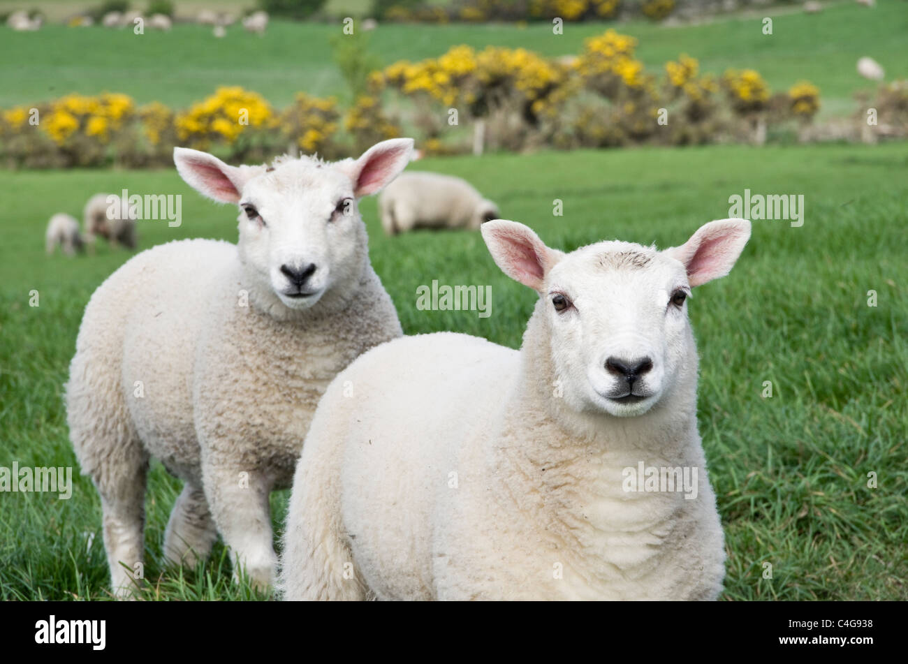 Due agnelli gemelli inquisitive sani in un campo di campagna di pecore in primavera. Isola di Anglesey, Galles del Nord, Regno Unito, Gran Bretagna Foto Stock