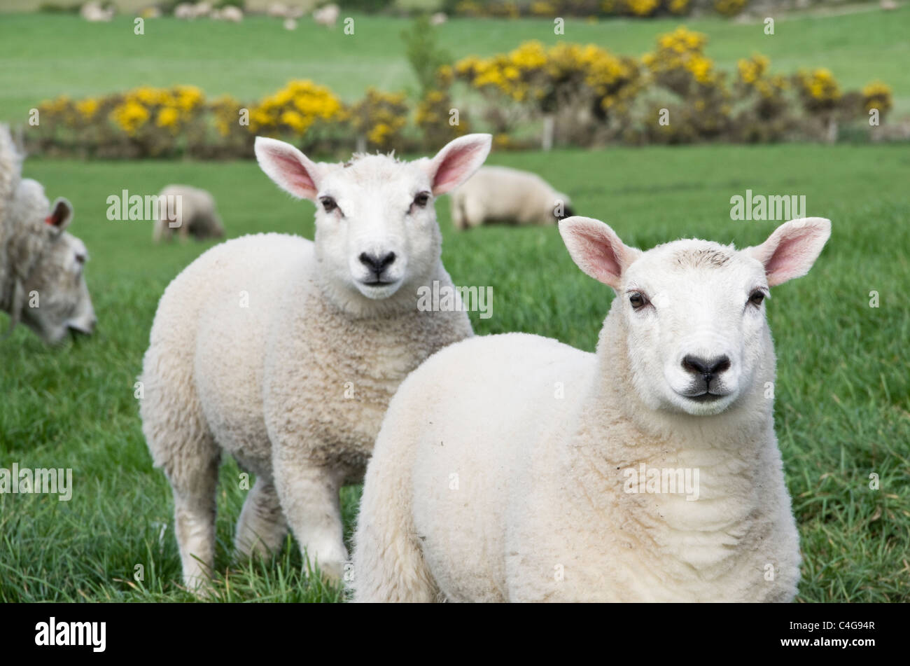 Due curiosi sani twin agnelli in un campo di pecore in primavera. Isola di Anglesey, Galles del Nord, Regno Unito, Gran Bretagna. Foto Stock