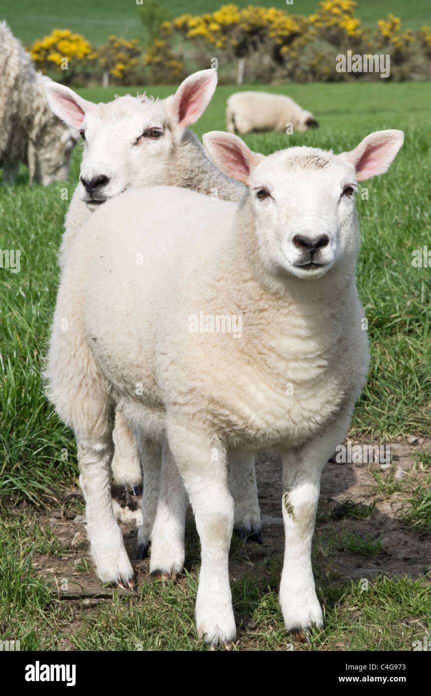 Due curiosi sani twin agnelli in un campo di pecore in primavera sulla isola di Anglesey, Galles del Nord, Regno Unito, Gran Bretagna. Foto Stock