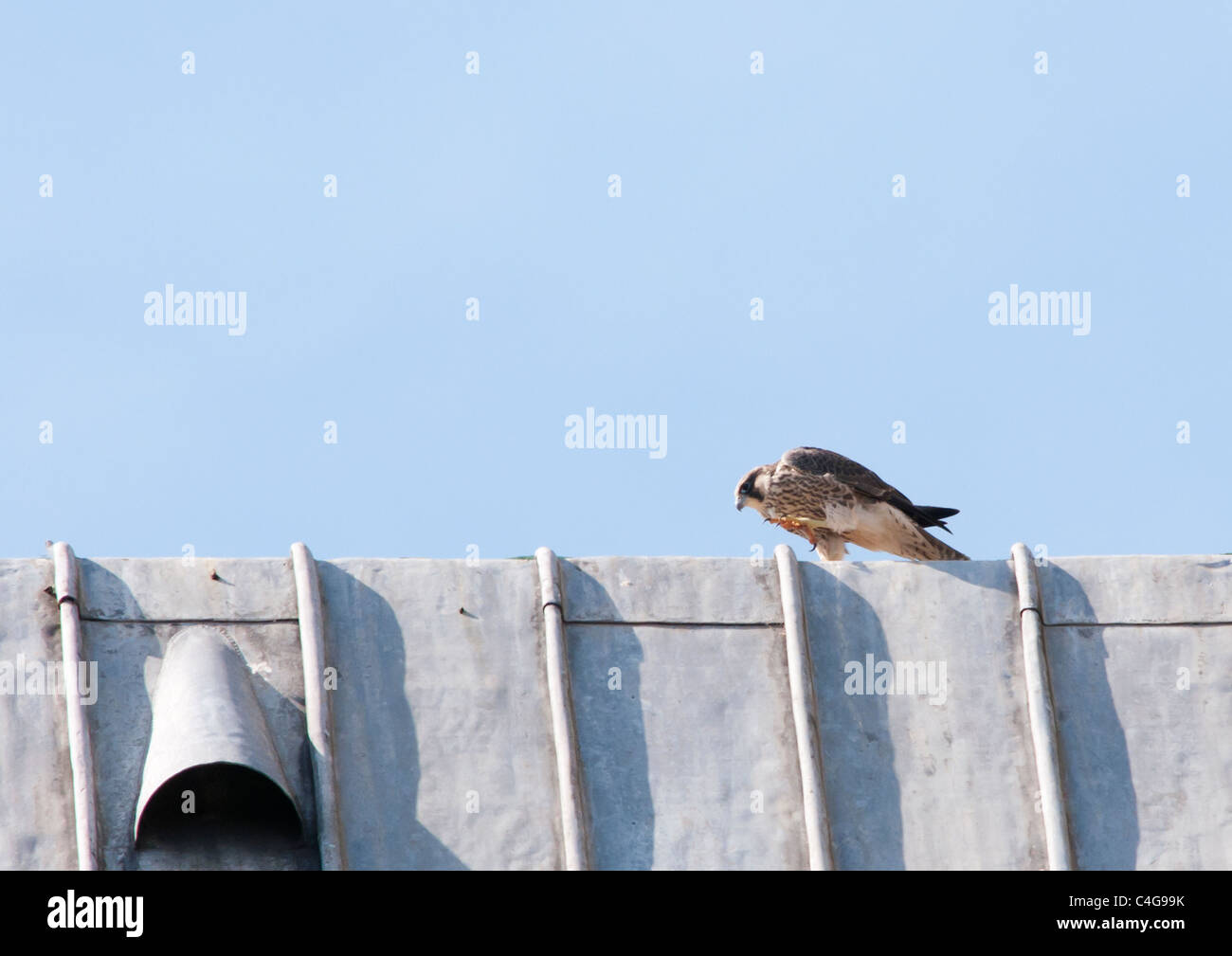 Il novellame di falco pellegrino (Falco peregrinus) sulla parte superiore del piombo del tetto della Cattedrale di Lincoln Foto Stock