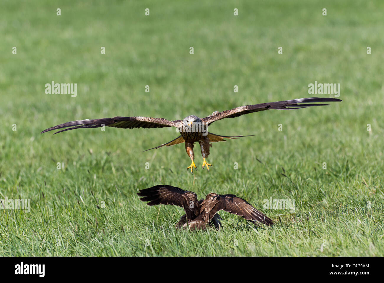 Nibbio reale (Milvus milvus), in volo, attaccando comune poiana (Buteo buteo), Bassa Sassonia, Germania Foto Stock