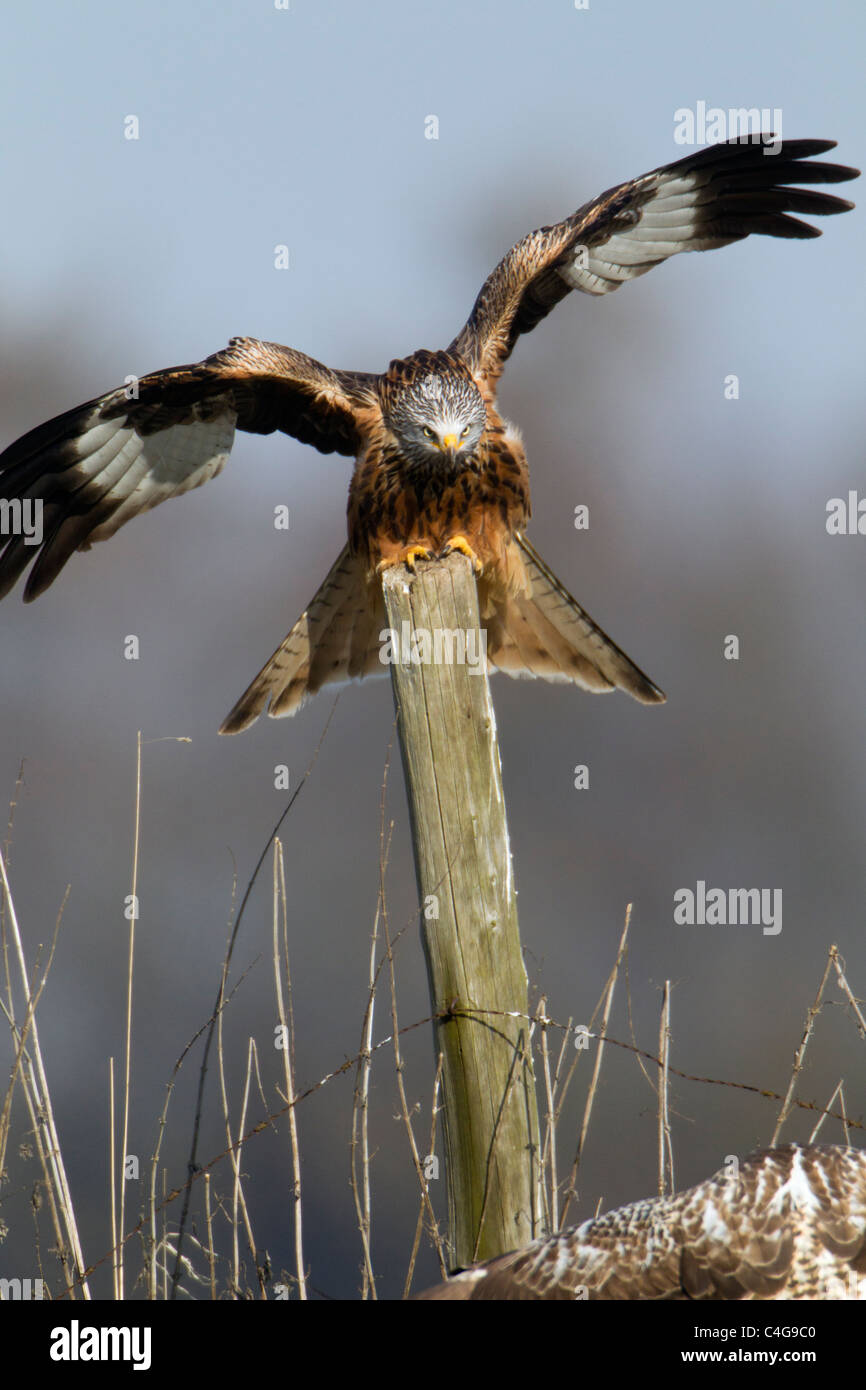 Nibbio reale (Milvus milvus), alert, appollaiato sul palo da recinzione, che mostra un comportamento minaccioso, Bassa Sassonia, Germania Foto Stock