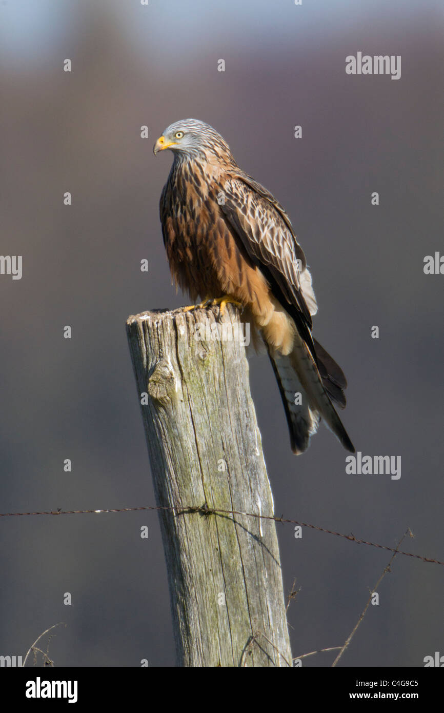 Nibbio reale (Milvus milvus), arroccato sul palo da recinzione, Bassa Sassonia, Germania Foto Stock